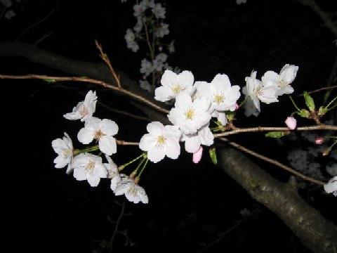 桜の花弁.JPG