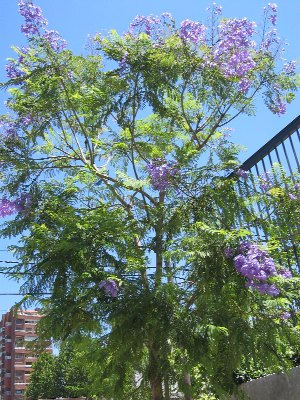 Jacaranda1.JPG