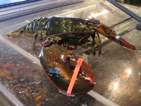 LSFLiveRobster.JPG
