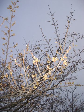 桜１分咲きアップ.JPG