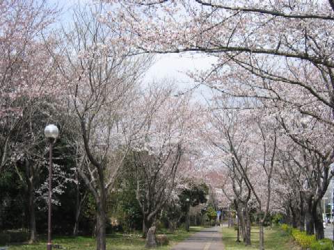桜６分咲き２.JPG
