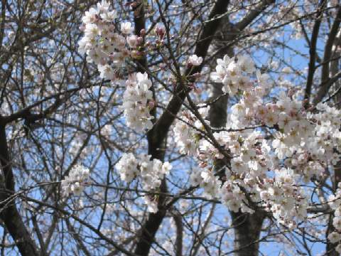 桜６分咲きアップ.JPG