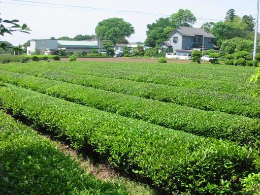2007茶畑