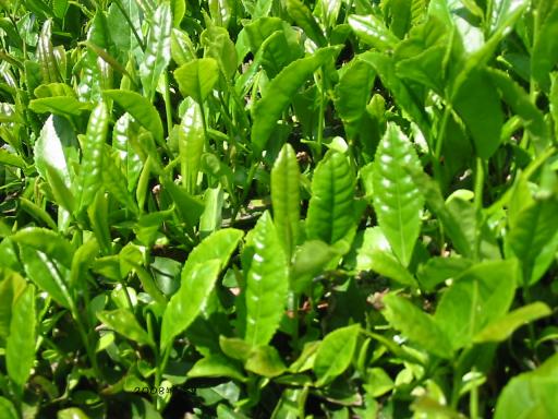 ２００８年　新茶葉