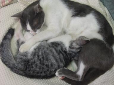 140-4067もも親子