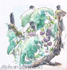 庭の葡萄.jpg