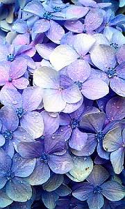 洗車雨に濡れる紫陽花