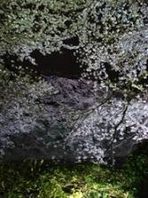 千鳥ヶ淵の夜桜３