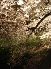 千鳥ヶ淵の夜桜１