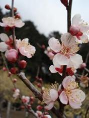 梅の花