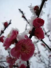 雪と紅梅