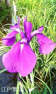 花菖蒲“江戸紫”