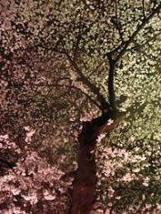 千鳥ヶ淵の夜桜・２