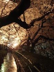 千鳥ヶ淵の夜桜・３