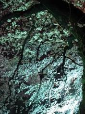 千鳥ヶ淵の夜桜・４