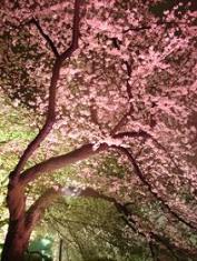 千鳥ヶ淵の夜桜・１
