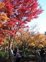 昭和記念公園・日本庭園２