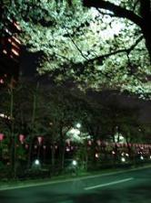 播磨坂の夜桜
