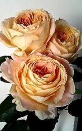 薔薇“キャラメルアンティーク”
