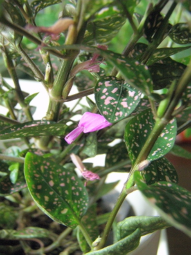 花が咲いた