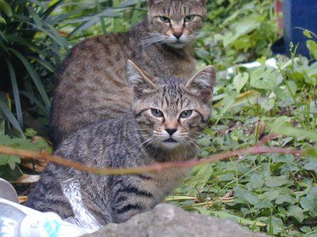 猫人３－３.JPG