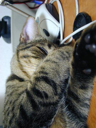 にのうで２.JPG