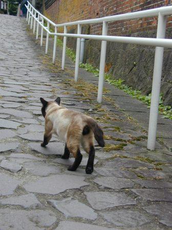 猫人９－３.JPG