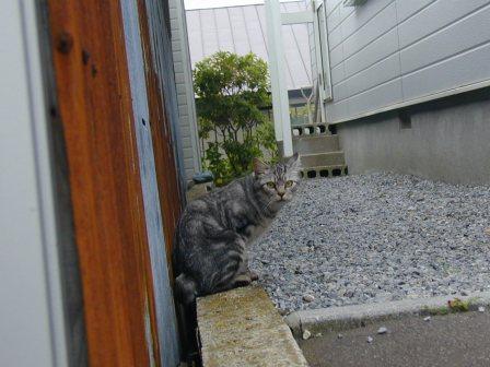 猫人１１.JPG