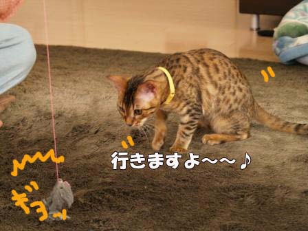 いとしのねずみしゃん２.jpg