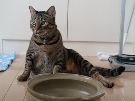 猫鍋２.JPG