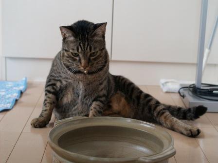 猫鍋３.JPG