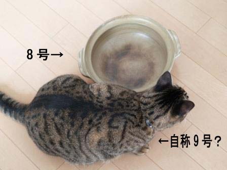 猫鍋４.jpg