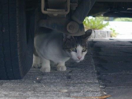 猫人２.JPG