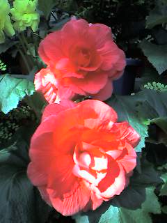 begonia