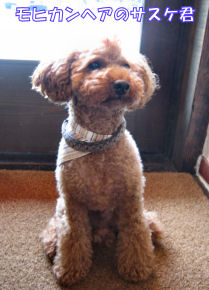 dog06-06-28-1.jpg