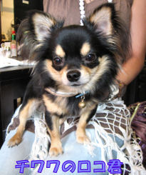 dog06-06-28-2.jpg
