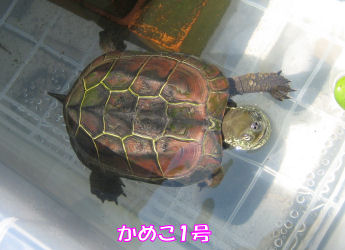 Kame06-05-26-1.jpg