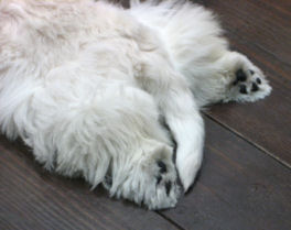 dog06-07-20-4.jpg
