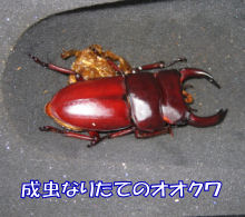 kuwa06-06-08-7.jpg