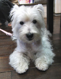 dog06-07-20-6.jpg
