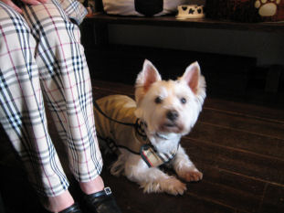 DOG06-05-10-2.jpg