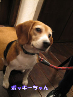 DOG06-05-10-4.jpg