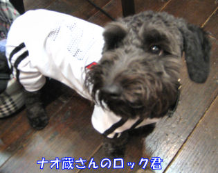 dog06-09-16-3.jpg