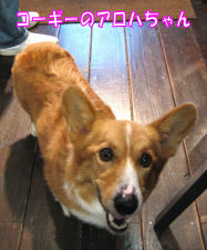 dog06-06-11-1.jpg