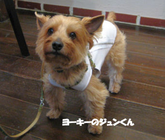 DOG06-05-12-1.jpg