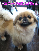 dog06-06-11-4.jpg