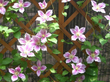 クレマチス　ピール.jpg