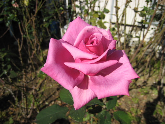 IMG_0526_2.JPG