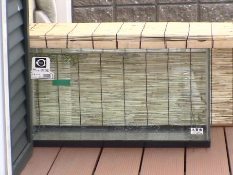 メダカ水槽