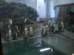 旭山動物園　　ペンギン